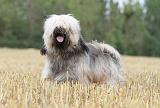 TERRIER DU TIBET 006